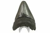 Fossil Megalodon Tooth - Serrated Blade #130802-2